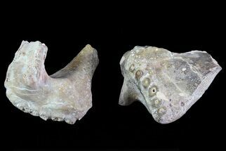 Dimetrodon Pterygoid Bone (Pair) - Texas Red Beds #69537