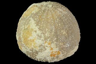 1.7" Psephechinus Fossil Echinoid (Sea Urchin) - Morocco - Fossil #69882