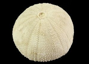 Psephechinus Fossil Echinoid (Sea Urchin) - Morocco #69865