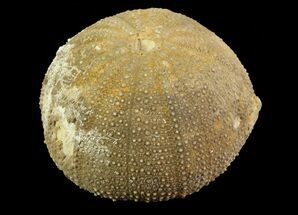 Psephechinus Fossil Echinoid (Sea Urchin) - Morocco #69880