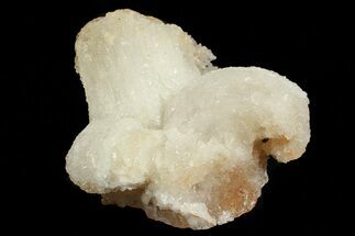 Ram's Horn Selenite Formation - Morocco #69900