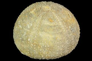 Psephechinus Fossil Echinoid (Sea Urchin) - Morocco #69857
