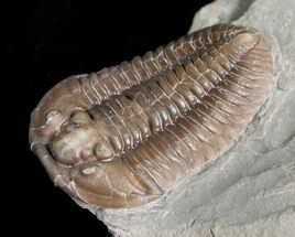 Flexicalymene Trilobite From Indiana #5607