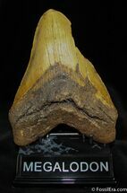 Nearly Inch Megalodon Tooth From SC #840
