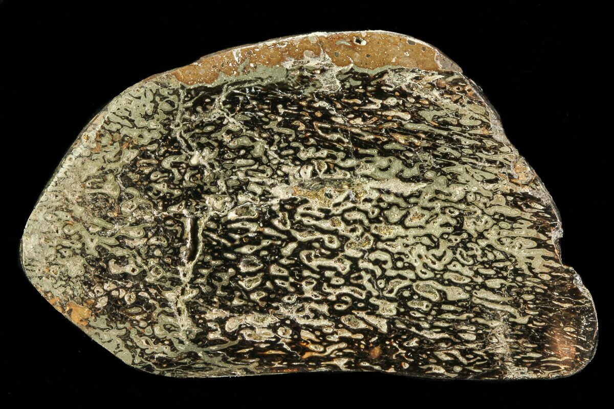 pyritized dinosaur bone