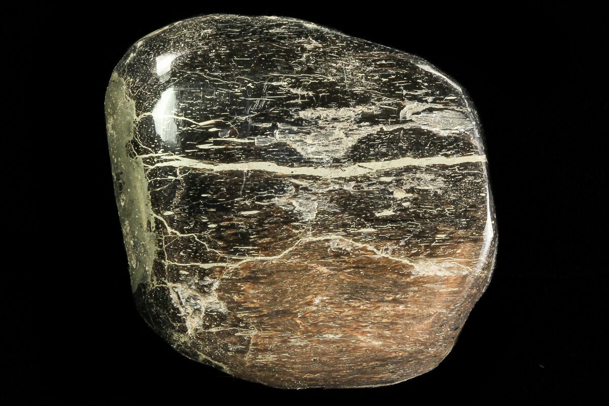 pyritized dinosaur bone