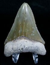 Nice Bone Valley Megalodon Tooth #5636