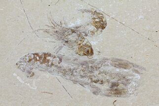 Fossil Lobster & Three Shrimps (Pos/Neg) - Lebanon #70447