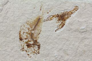 Cretaceous Fossil Lobster and Fossil Fish - Hakel, Lebanon #70436