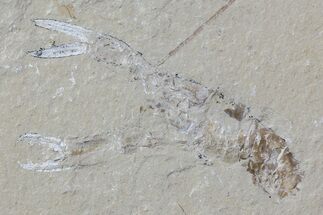 Fossil Lobster (Pseudostacus) & Shrimp - Lebanon #70430