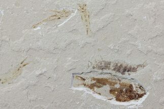 Five Cretaceous Fossil Fish & Shrimp - Hakel, Lebanon #70440