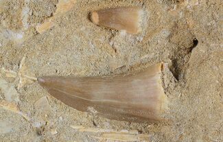 Mosasaur (Prognathodon) Tooth In Rock #70420