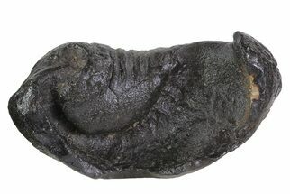 Huge, Fossil Whale Ear Bone - Miocene #69686