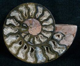 Black Cleoniceras Ammonite - (Half) #5644