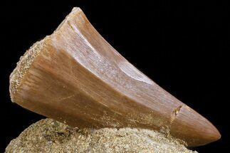Mosasaurus Tooth In Rock - Morocco #70469