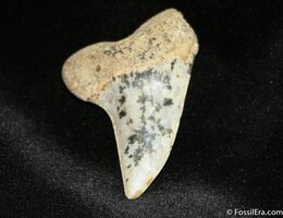 Fossil Mako & White Shark Teeth For Sale 