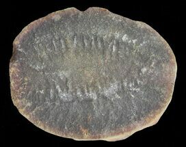 Rhaphidiophorus Fossil Worm (Pos/Neg) - Mazon Creek #70584