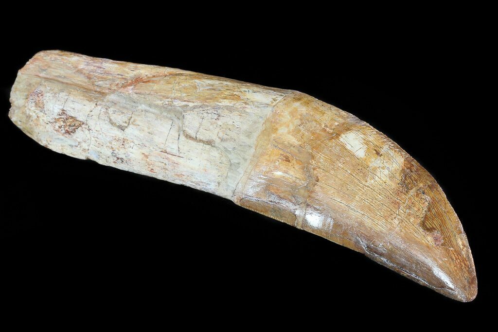 2,9-3,8 cm 1X Zahn MeeresdinosauriaMosasaurus 40-70 Mio JahOberkreide 