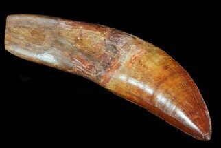 Rooted Carcharodontosaurus Tooth - Beautiful Enamel #71087