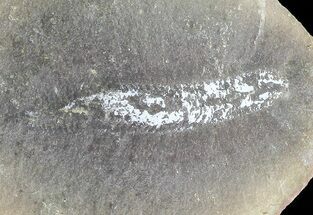 Astreptoscolex Fossil Worm (Pos/Neg) - Mazon Creek #70586