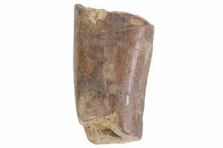 About Dinosaur Teeth - FossilEra.com