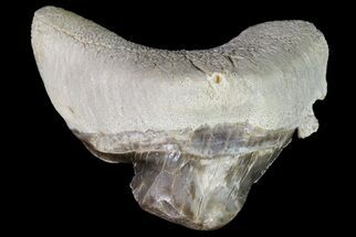 Cretaceous Cretoxyrhina Shark Tooth - Pathological #71755