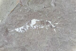 Unidentified Fossil Shrimp (Pos/Neg) - Mazon Creek #70632