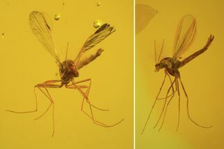 Two Fossil Flies (Diptera) & A Mite In Baltic Amber #72204