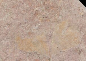 Cretaceous Fossil Ginkgo Leaf Plate - Russia #72430