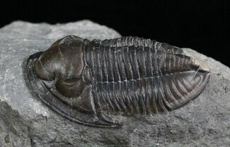 D Pseudodechenella Trilobite - Centerfield Limestone #5747