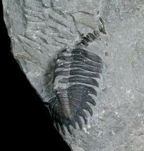 Partial Greenops Trilobite From NY #5749