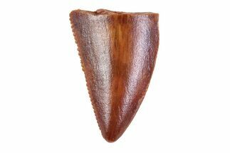Partial, Serrated, Raptor Tooth - Morocco #72658