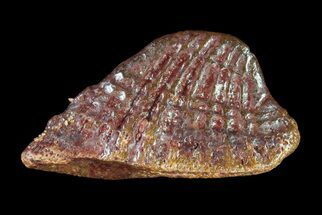 Fossil Sawfish Dermal Denticle - Kem Kem Beds, Morocco #72753