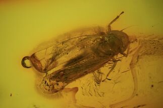 Fossil Cicada (Hemiptera) In Baltic Amber #73321