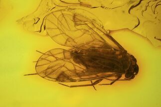 Fossil Booklouse (Psocoptera) In Baltic Amber #73350