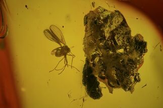 Fossil Fly (Diptera) And Spiderweb In Baltic Amber #73362