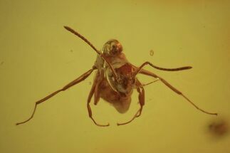 Fossil Ant (Formicidae) & Unidentifed Insect In Baltic Amber #73371