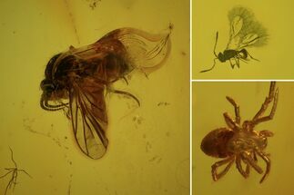 Detailed Fossil Spider, Fly And Wasp In Baltic Amber #73381