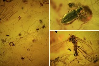 Detailed Fossil Beetle, Fly & Several Mites In Baltic Amber #73382