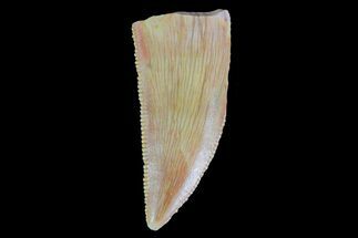 Serrated, Partial Raptor Tooth - Morocco #73297