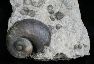 Gastropod & Brachiopod Fossils - Silurian #5772