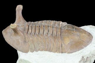 Asaphus Intermedius Trilobite With Exposed Hypostome #73497