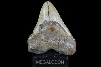 Huge, Megalodon Tooth - North Carolina #73831