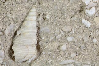Eocene Fossil Gastropod (Sigmesalia) - Damery, France #73824