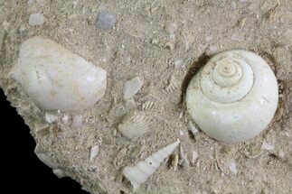 Eocene Fossil Gastropods (Globularia) - Damery, France #73830