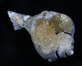 Crystalized Fossil Whelk - / Inches #5788