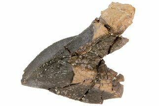Partially Rooted Triceratops Tooth - South Dakota #73872