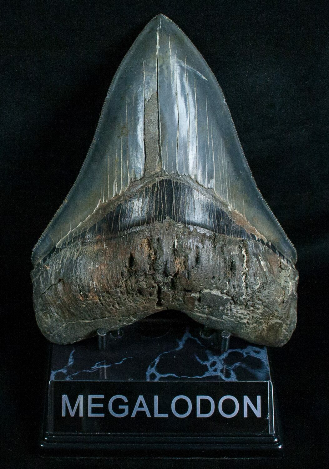 razor-sharp-5-66-megalodon-tooth-for-sale-5816-fossilera