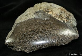 Polished Dinosaur Bone ( ounces) #894