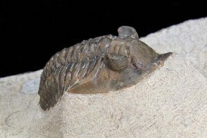 Pseudocryphaeus Minimus Trilobite Fossil Devon Marokko fsr096 ✔ UK Verkäufer 